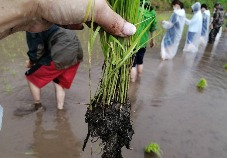 田植えボランティアの様子