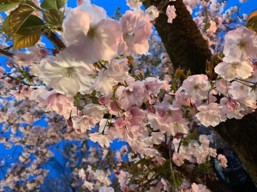 桜のつぼみもふくらんで、旅立ちの季節です！