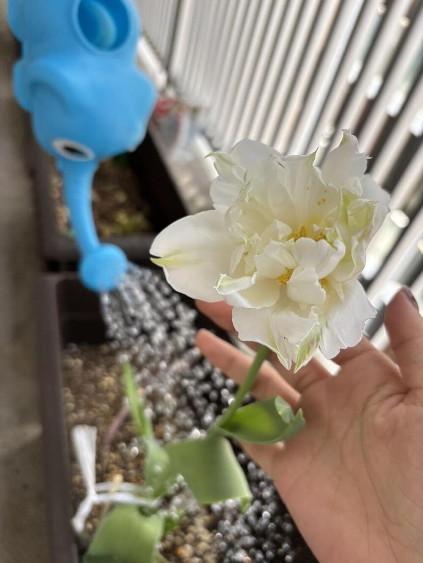 生徒が植えたチューリップ