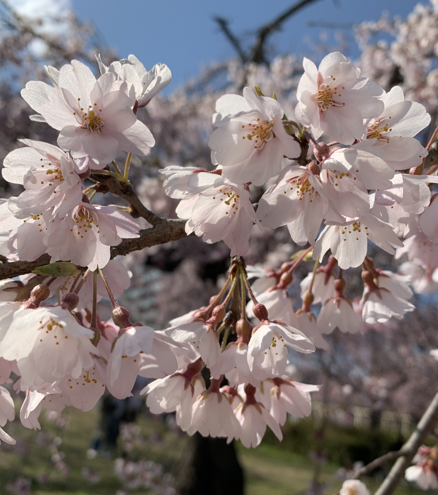 桜咲く