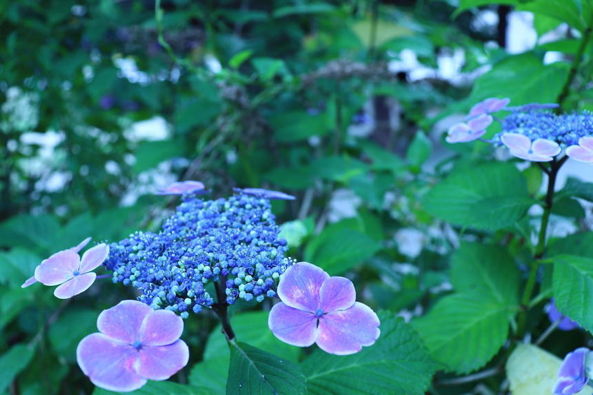 フォト授業で撮影した紫陽花