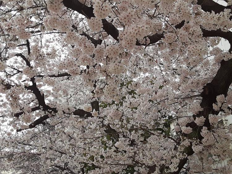 満開の桜