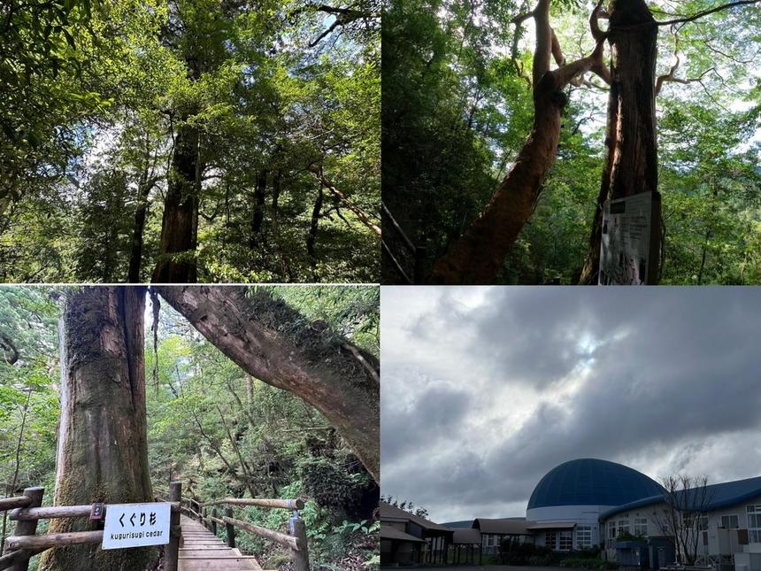 屋久杉と屋久島おおぞら高等学校