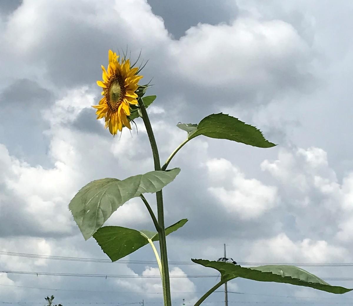 向日葵 Amazon.co.jp: 速水御舟『向日葵』高精彩工芸画+手彩 花鳥画 静物画