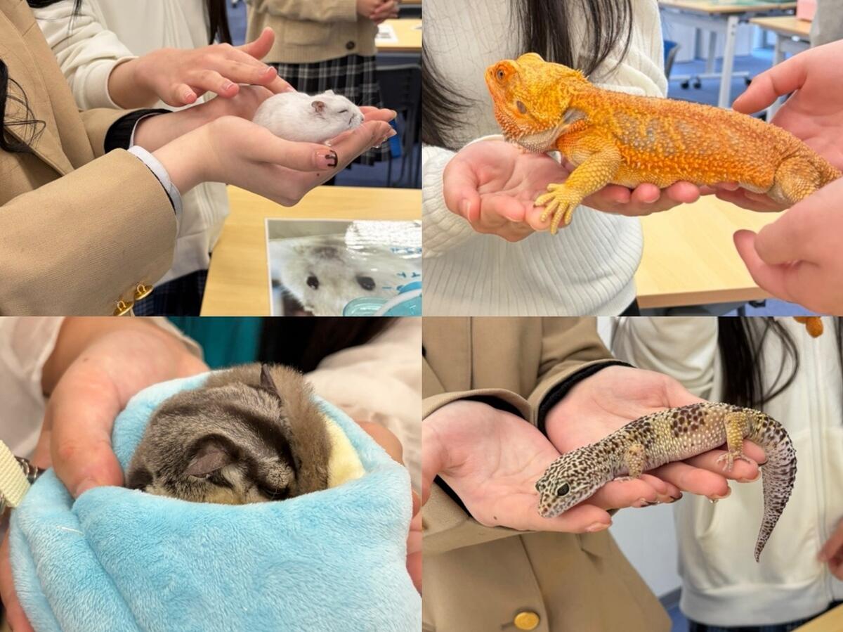 ハムスター・モルモット・フクロモモンガ・文鳥・インコ・ヒョウモントカゲモドキ・フトアゴヒゲトカゲ・ヘビなどの動物が滋賀キャンパスへやって来てくれました