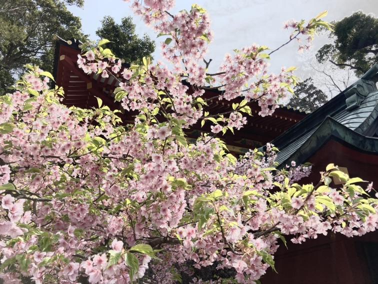 満開の桜