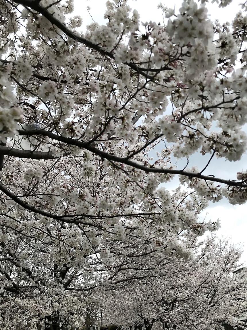 4月は始まりの季節ですね。