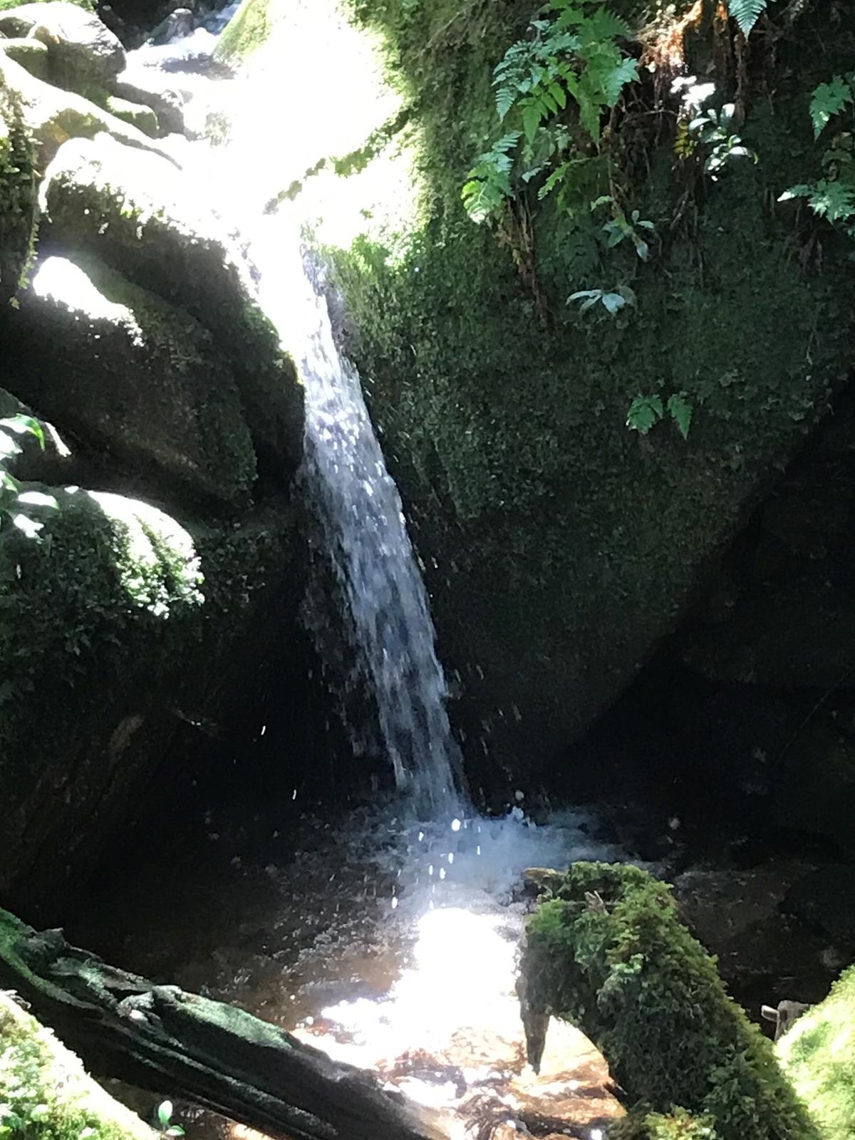 幻想的な屋久島の風景が広がります！