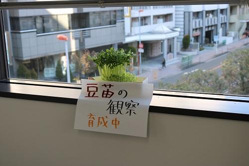 豆苗観察のため育成中