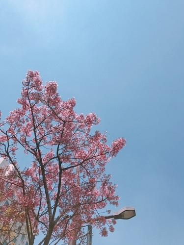 桜と青空