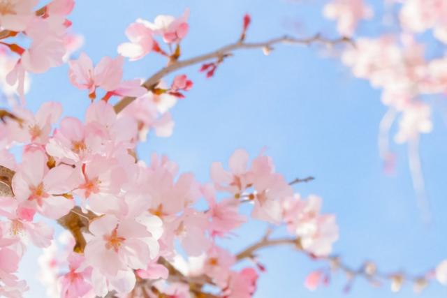 満開の桜