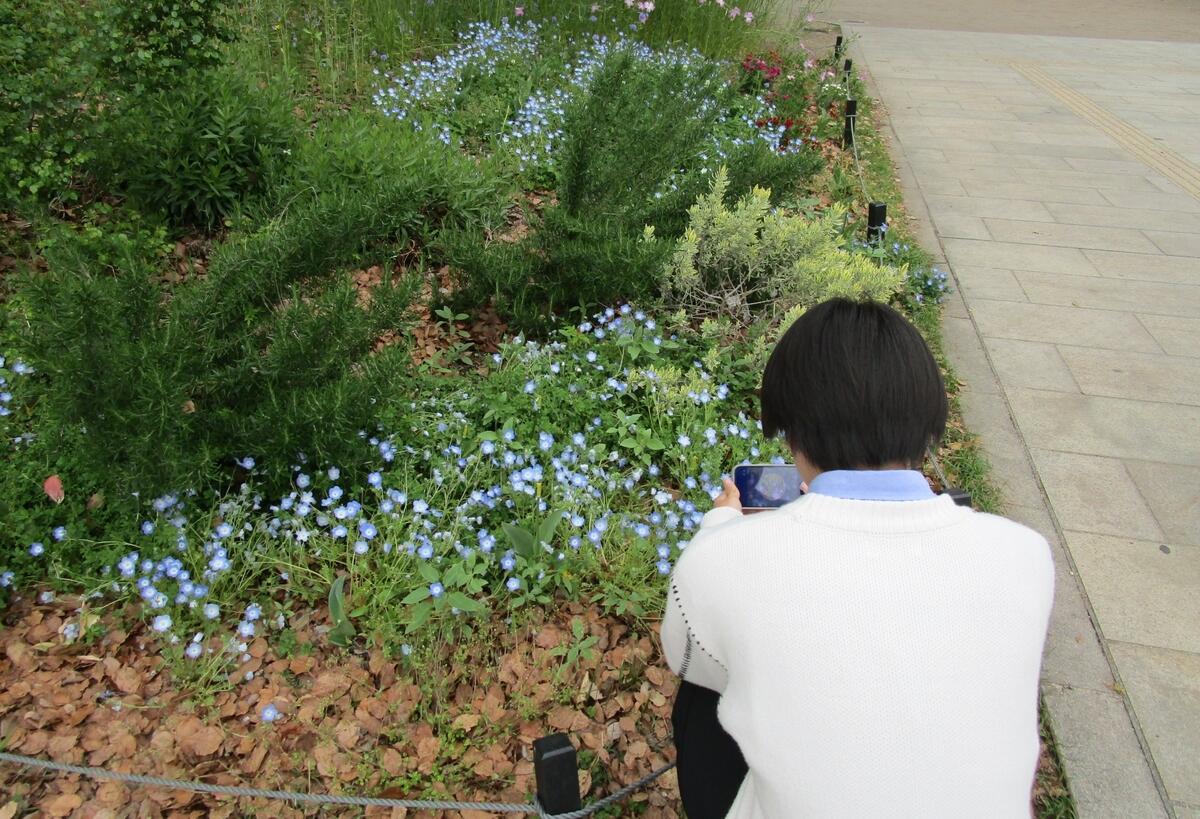 生徒が実際に撮ったネモフィラの写真