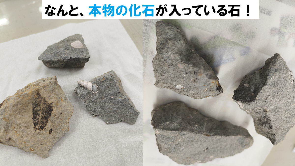 本物の化石が入っている石