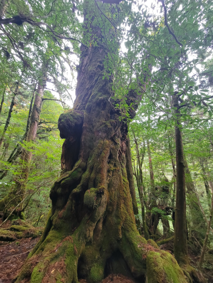 屋久杉の写真