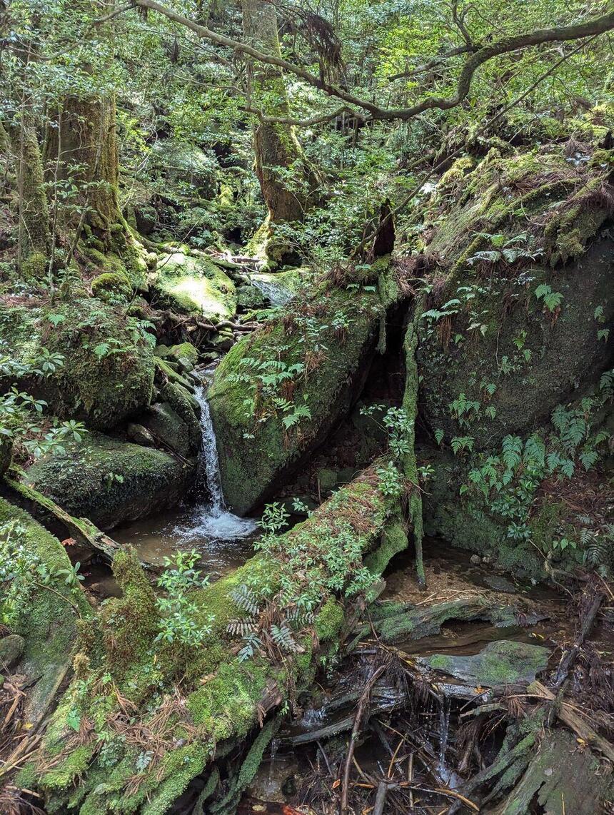 和歌山キャンパスの生徒が撮った屋久島の山の写真