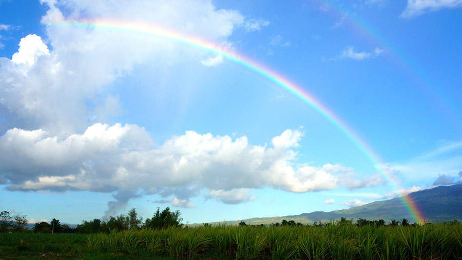 草むらとダブルの虹の風景