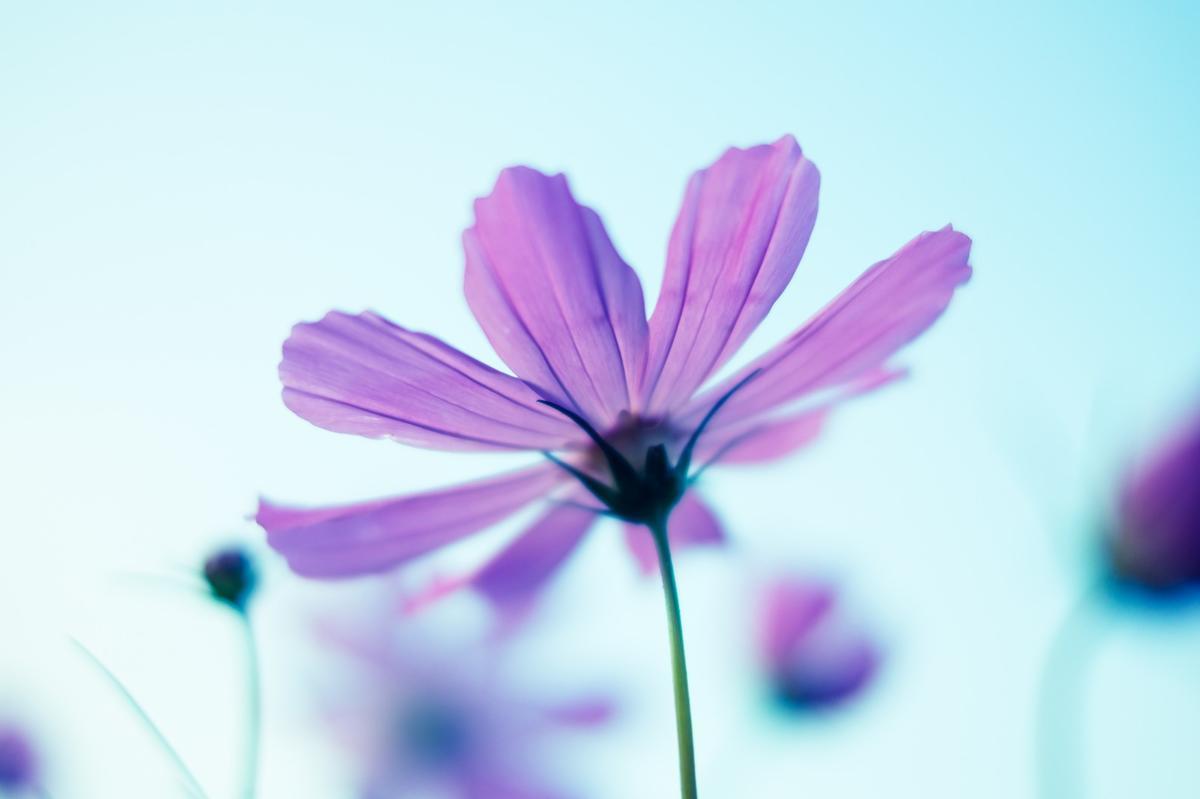 コスモスの花と空