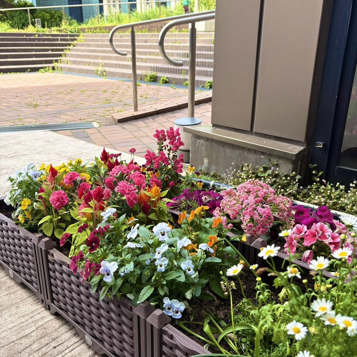 生徒が植えたお花