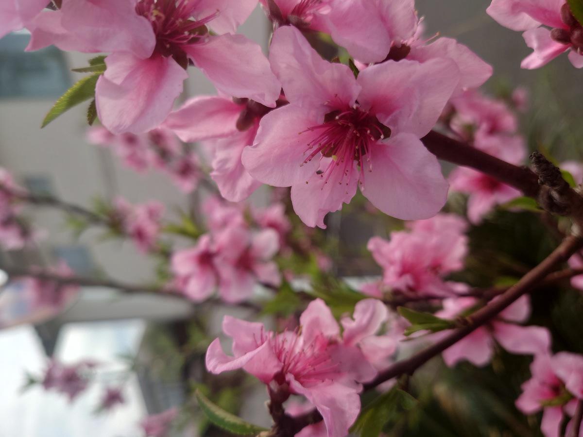 休日に撮影した花の写真