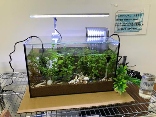 新しくなった水槽です!!