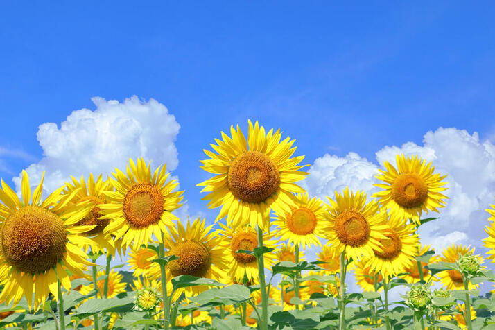 夏の青空の下のひまわり畑の写真