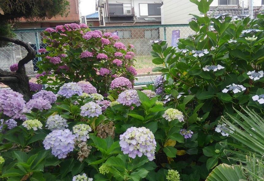 素直に生きる マイコーチ バトンリレーブログ マイコーチ おおぞらの魅力 通信制高校ならktcおおぞら高等学院